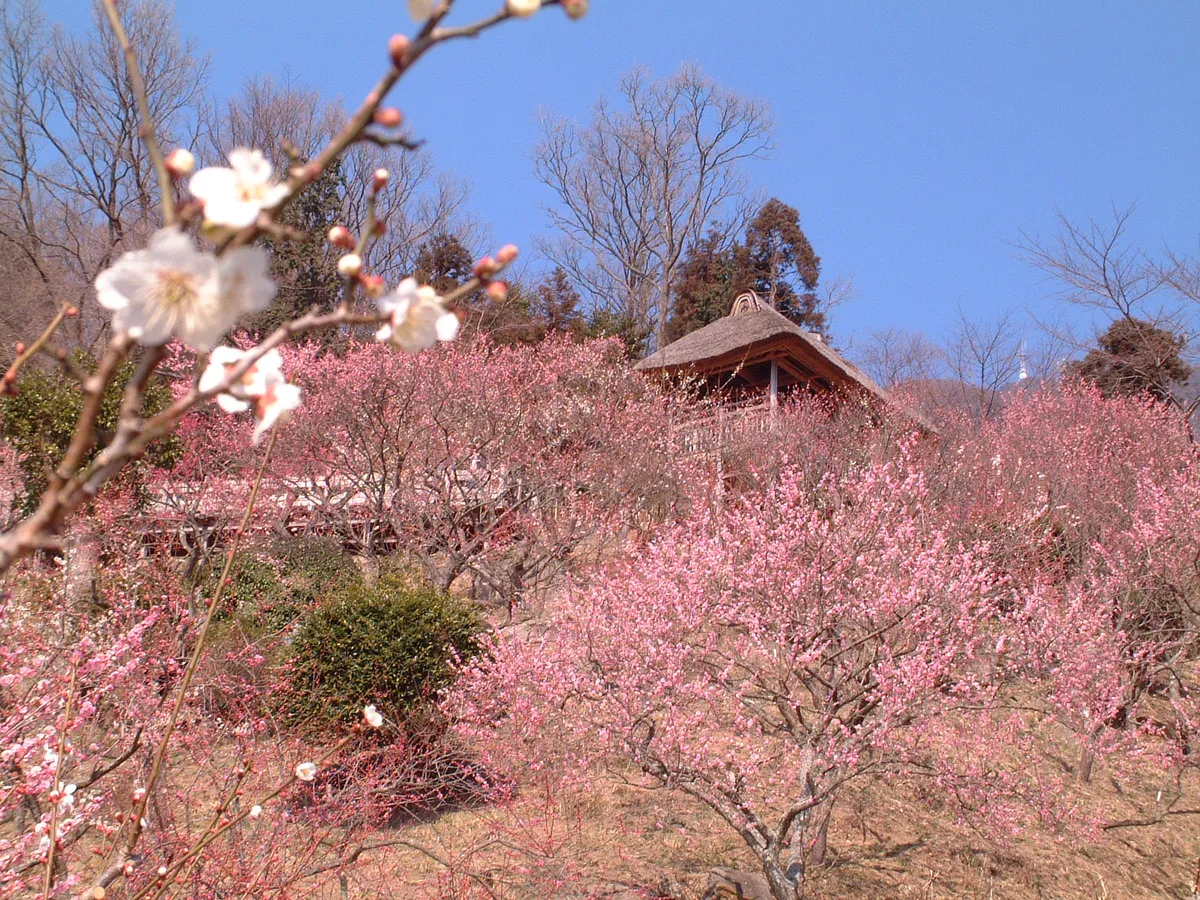筑波山梅まつりの梅林